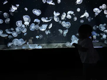 伊豆・三津シーパラダイスに投稿された画像（2026/7/4）