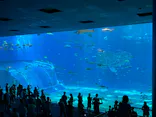 沖縄美ら海水族館に投稿された画像（2026/7/4）