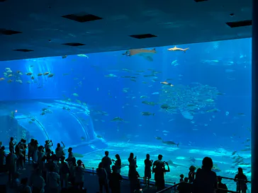 沖縄美ら海水族館に投稿された画像（2026/7/4）