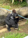 千葉市動物公園に投稿された画像（2026/7/4）