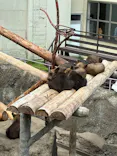のぼりべつクマ牧場に投稿された画像（2026/7/4）