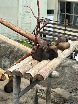 のぼりべつクマ牧場に投稿された画像（2026/7/4）
