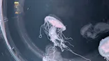 京都水族館に投稿された画像（2026/7/4）