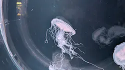 京都水族館に投稿された画像（2026/7/4）