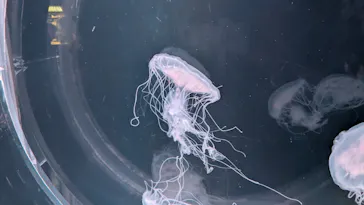 京都水族館に投稿された画像（2026/7/4）