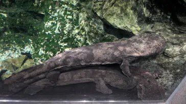 京都水族館に投稿された画像（2026/7/4）