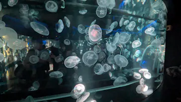 京都水族館に投稿された画像（2026/7/4）