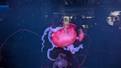 京都水族館に投稿された画像（2026/7/4）