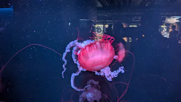 京都水族館に投稿された画像（2026/7/4）