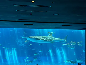 沖縄美ら海水族館に投稿された画像（2026/7/4）