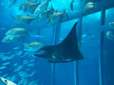 沖縄美ら海水族館に投稿された画像（2026/7/4）