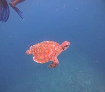 石垣島　ウミガメシュノーケル　マリンショップHAPPYに投稿された画像（2026/7/4）