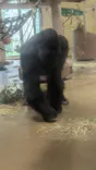 名古屋市東山動植物園に投稿された画像（2026/7/4）