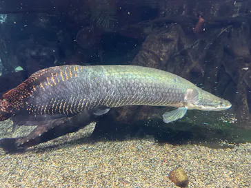 世界淡水魚園水族館　アクア・トトぎふに投稿された画像（2026/7/4）