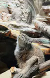 恩賜上野動物園に投稿された画像（2026/7/4）