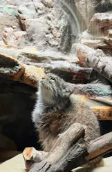 恩賜上野動物園に投稿された画像（2026/7/4）