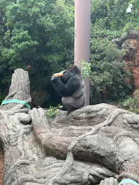 恩賜上野動物園に投稿された画像（2026/7/4）