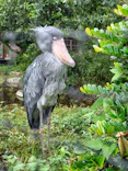 恩賜上野動物園に投稿された画像（2026/7/4）
