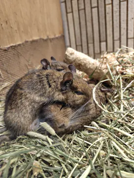 恩賜上野動物園に投稿された画像（2026/7/4）
