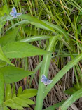 白馬五竜高山植物園に投稿された画像（2026/7/4）