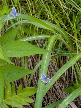 白馬五竜高山植物園に投稿された画像（2026/7/4）