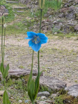 白馬五竜高山植物園に投稿された画像（2026/7/4）