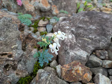 白馬五竜高山植物園に投稿された画像（2026/7/4）