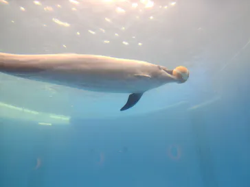 大分マリーンパレス水族館 「うみたまご」に投稿された画像（2026/7/4）
