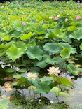 万博記念公園に投稿された画像（2026/7/4）