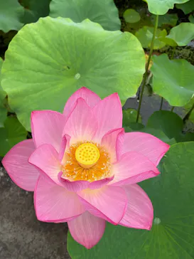 万博記念公園に投稿された画像（2026/7/4）