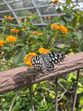 多摩動物公園に投稿された画像（2026/7/4）