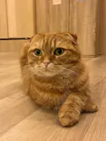 猫カフェPuchiMarry　仙台青葉店に投稿された画像（2026/7/4）