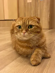 猫カフェPuchiMarry　仙台青葉店に投稿された画像（2026/7/4）