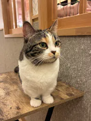 猫カフェPuchiMarry　仙台青葉店に投稿された画像（2026/7/4）