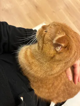 猫カフェPuchiMarry　仙台青葉店に投稿された画像（2026/7/4）