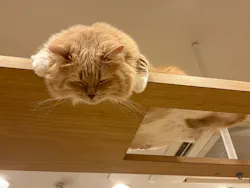 猫カフェPuchiMarry　仙台青葉店に投稿された画像（2026/7/4）