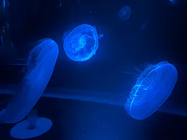 京都水族館に投稿された画像（2026/7/4）