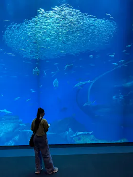アクアワールド茨城県大洗水族館に投稿された画像（2026/7/4）
