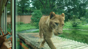 多摩動物公園 ライオンバス乗車券に投稿された画像（2026/7/4）
