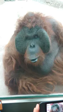 多摩動物公園 ライオンバス乗車券に投稿された画像（2026/7/4）