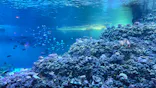 葛西臨海水族園に投稿された画像（2026/7/5）