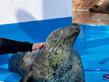 ゼロ距離水族館 伊勢シーパラダイスに投稿された画像（2026/7/5）