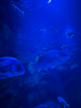 京都水族館に投稿された画像（2026/7/4）