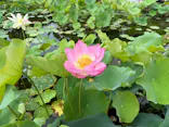 万博記念公園に投稿された画像（2026/7/5）