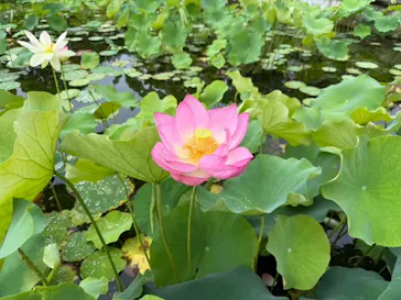 万博記念公園に投稿された画像（2026/7/5）