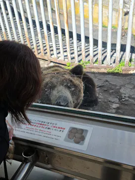のぼりべつクマ牧場に投稿された画像（2026/7/5）