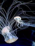 サンシャイン水族館に投稿された画像（2026/7/5）