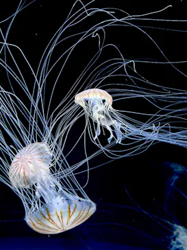 サンシャイン水族館に投稿された画像（2026/7/5）