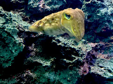 サンシャイン水族館に投稿された画像（2026/7/5）