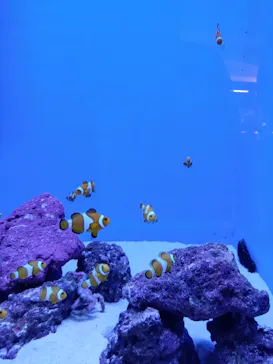 アクアワールド茨城県大洗水族館に投稿された画像（2026/7/5）